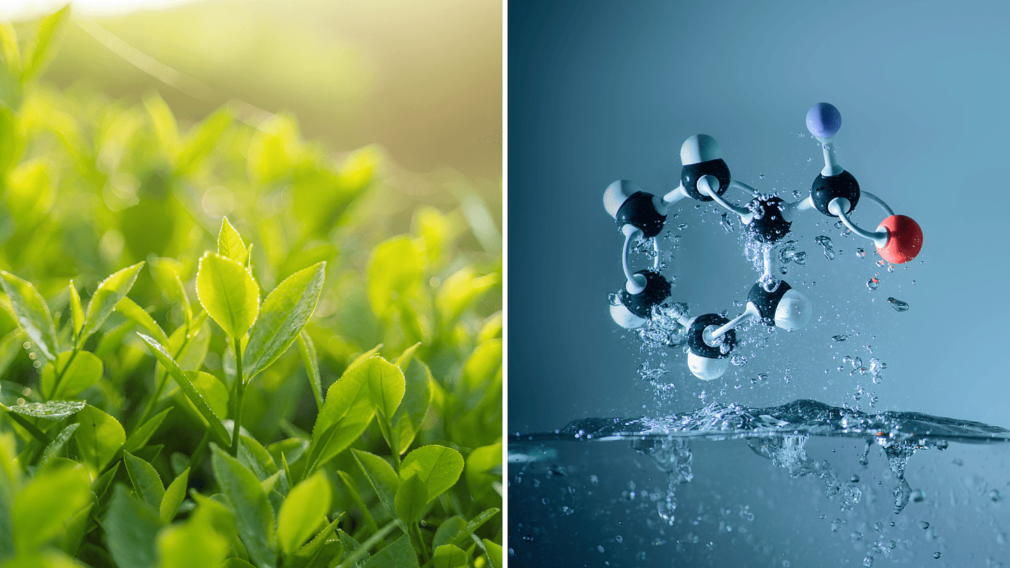 Natural vs. Synthetic Caffeine: What's the Difference? - GURU Beverage