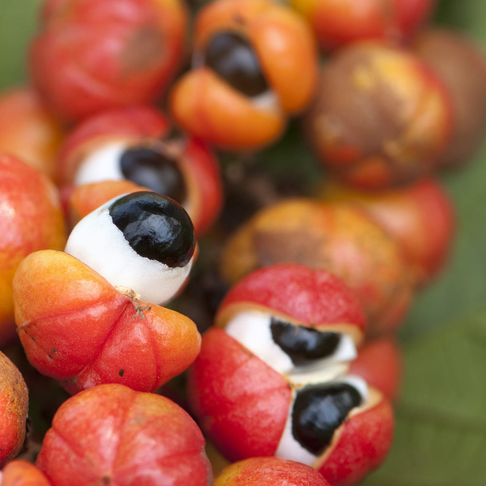 Ingredients – GURU Beverage